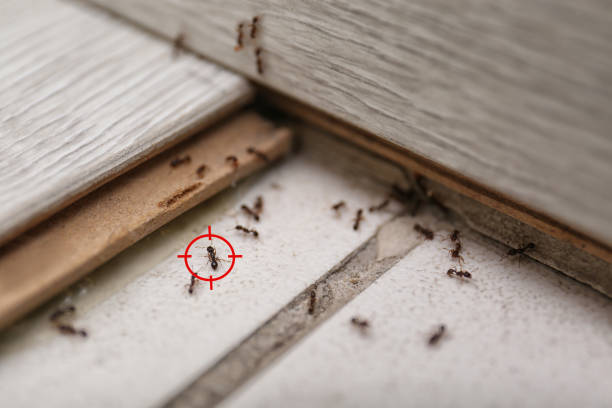 Best Termite Control Services  in East Hazel Crest, IL