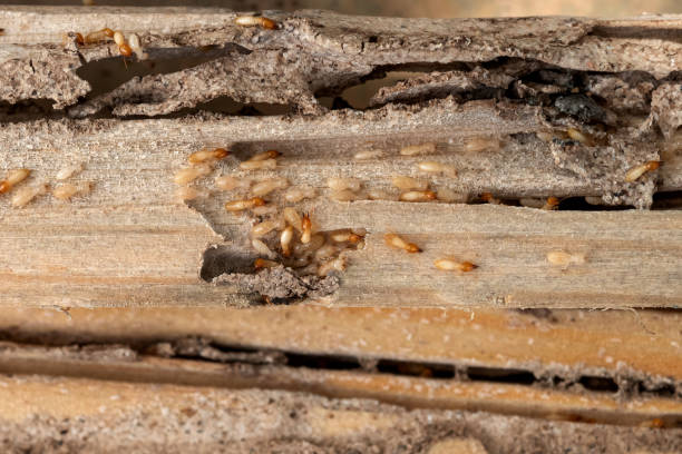 Best Bed Bug Extermination  in East Hazel Crest, IL