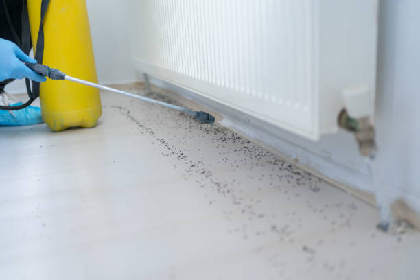 Best Cockroach Control Services  in East Hazel Crest, IL