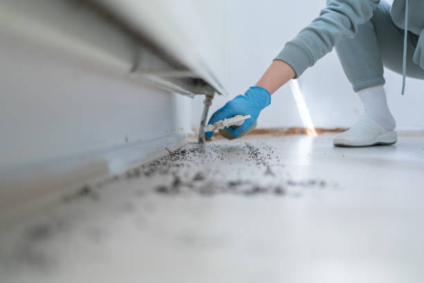 Best Ant Control Services  in East Hazel Crest, IL